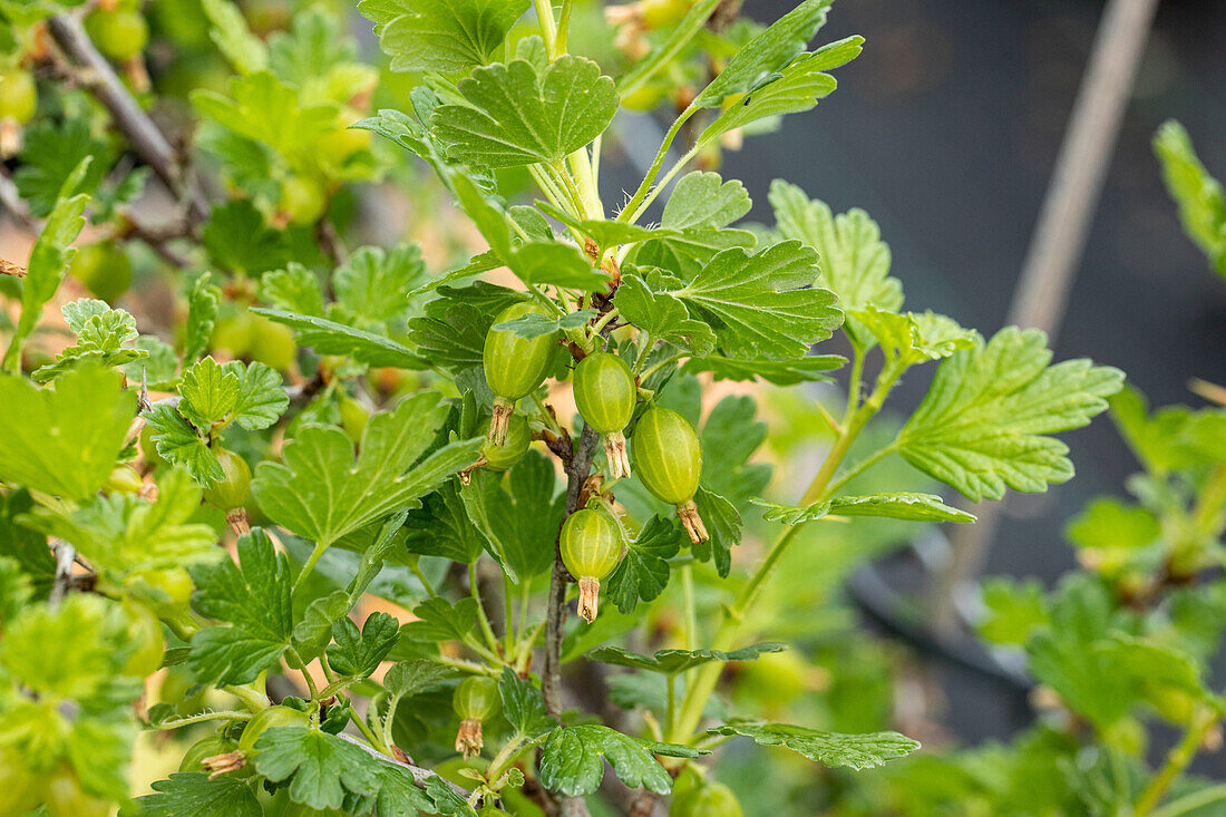 Ribes uva-crispa 'Hinnonmäki'