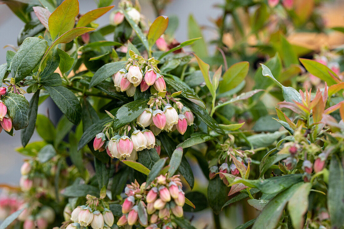 Vaccinium corymbosum 'Sunshine Blue'