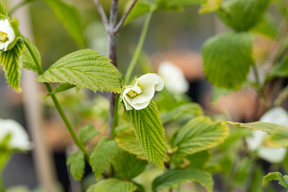 Rhodotypos scandens