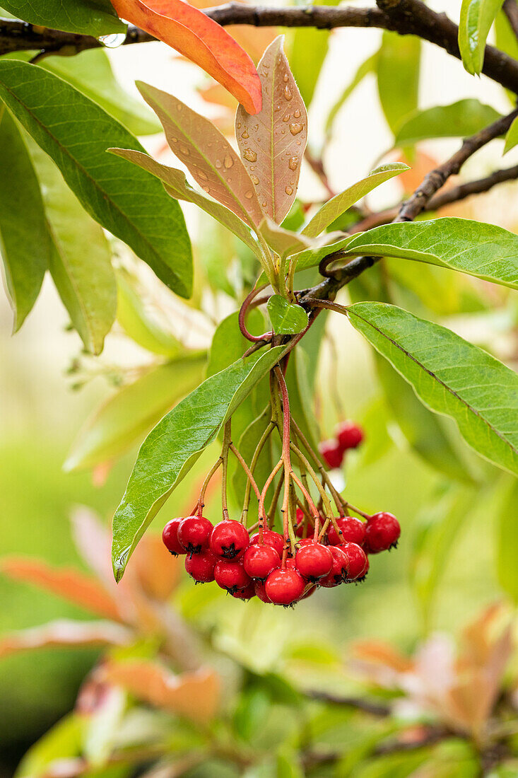 Photinia davidiana