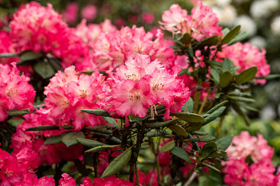 Rhododendron 'Berliner Liebe'