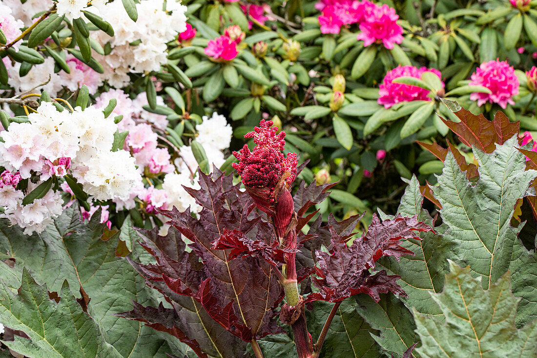 Ricinus communis