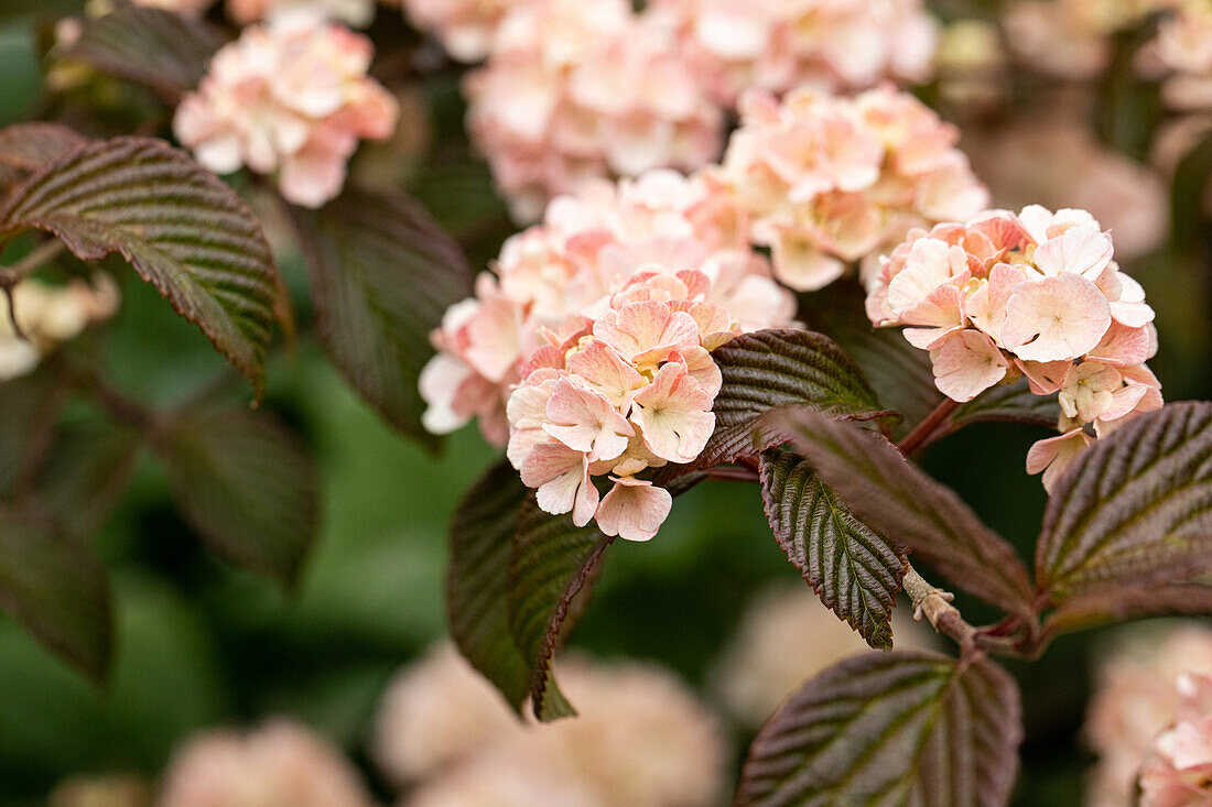 Viburnum plicatum 'Mary Milton'