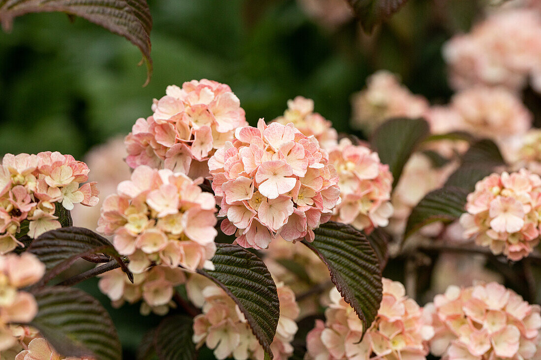 Viburnum plicatum 'Mary Milton'