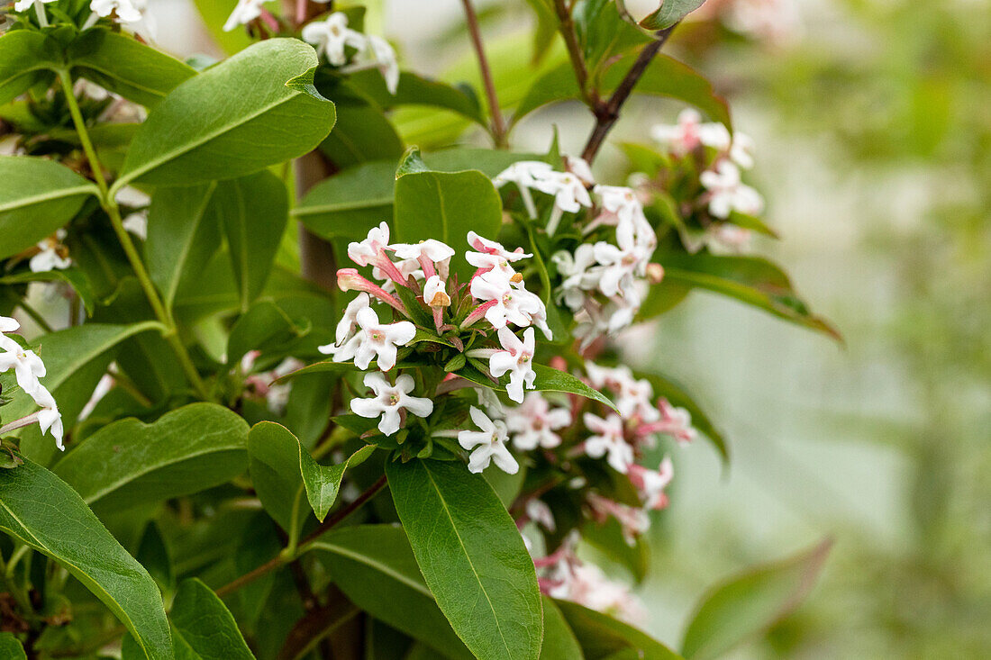 Abelia mosanensis