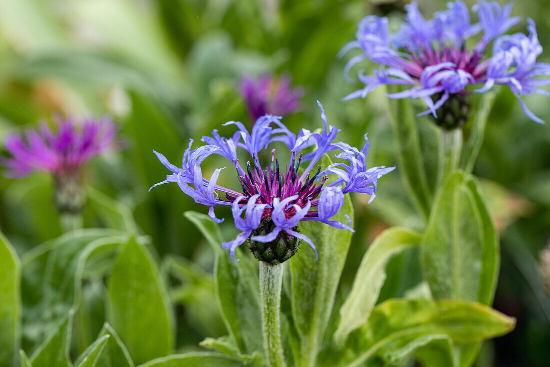 Centaurea montana