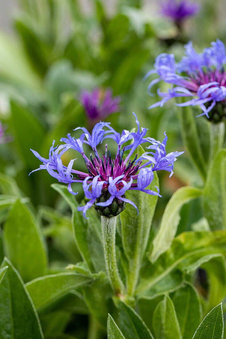 Centaurea montana 