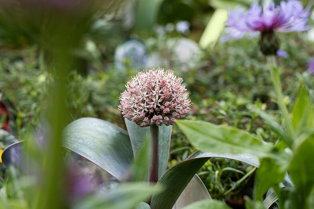 Allium karataviense