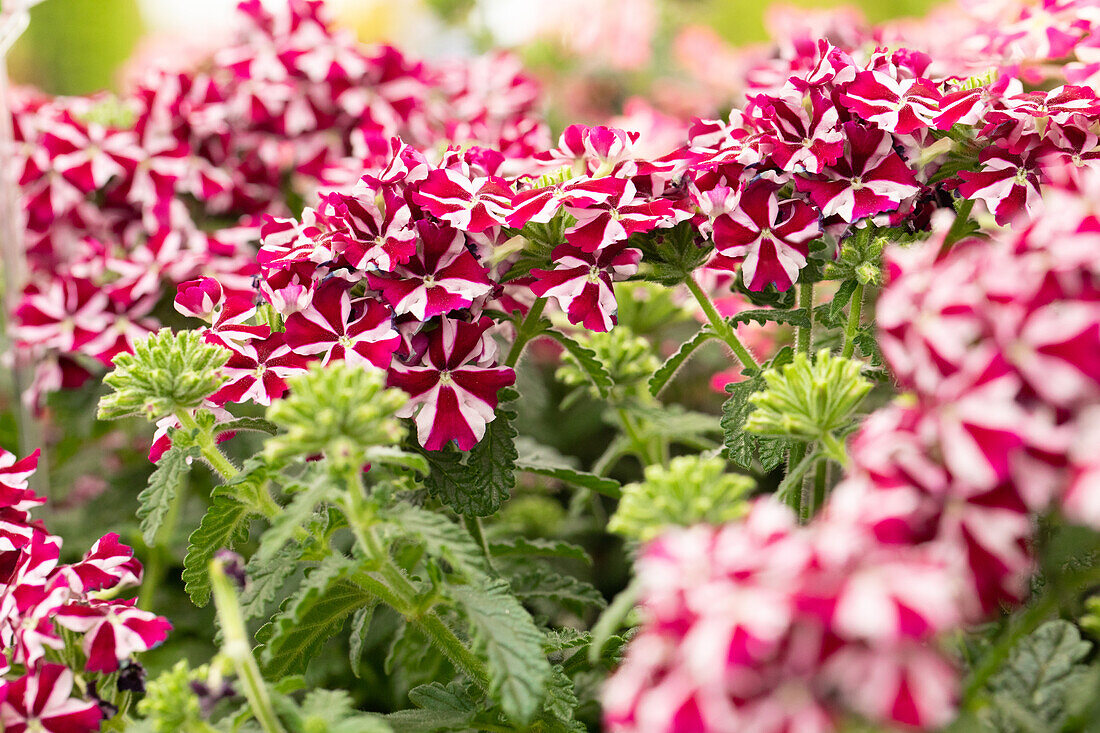 Verbena 'Voodoo™ Burgundy Star'