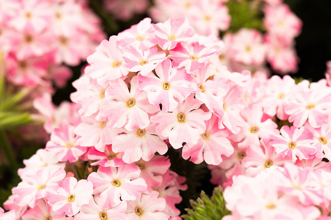 Verbena 'Voodoo™ Candy Star'