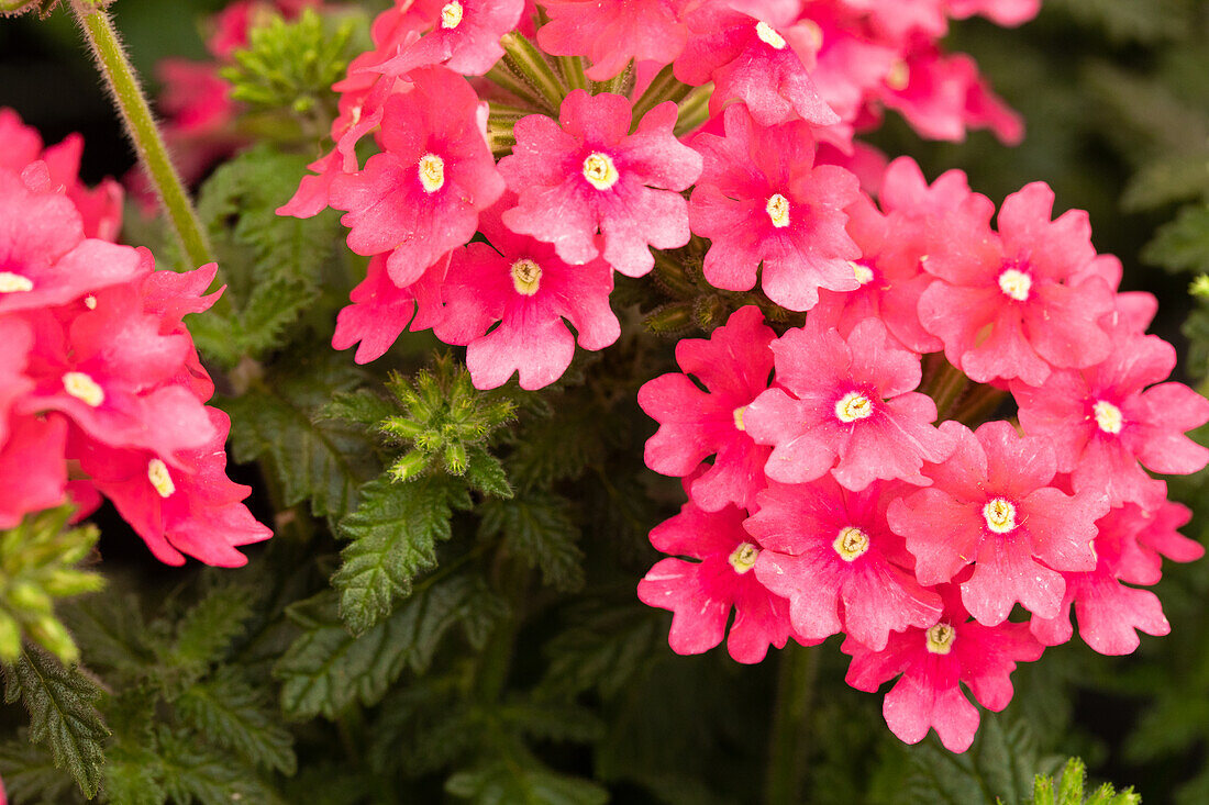 Verbena 'Estrella™ Hot Pink'