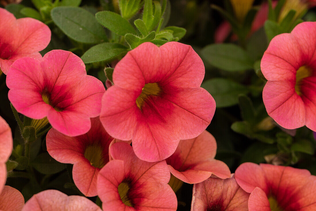 Calibrachoa 'Calitastic™ Strawberry'