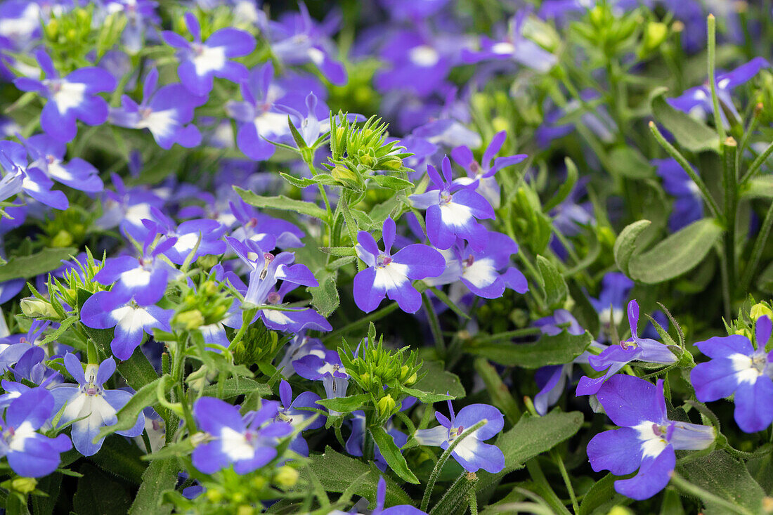 Lobelia erinus 'Hot® Giant Blue'