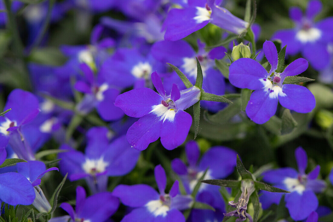 Lobelia erinus 'Hot® Giant Blue'