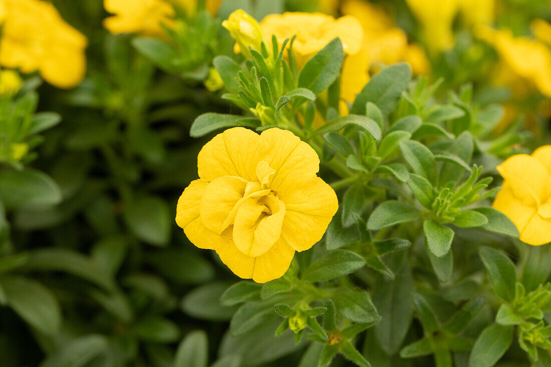 Calibrachoa 'Celebration® Double Yellow'