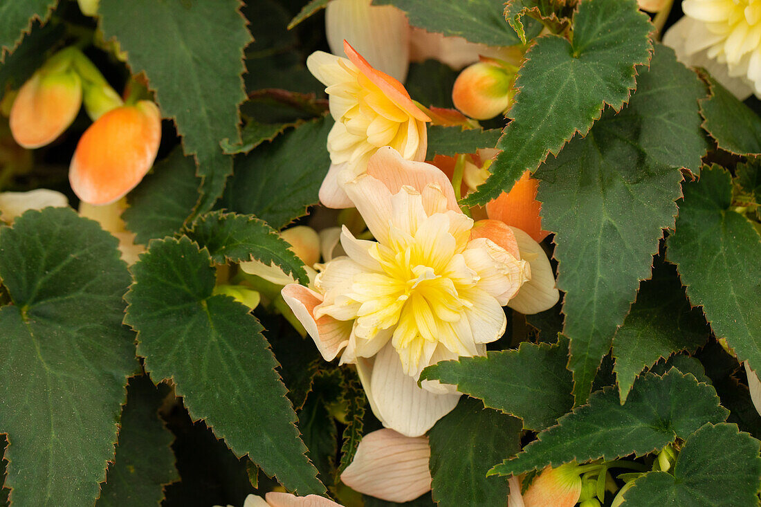 Begonia x tuberhybrida 'Riseup™ Sansibel Peach'