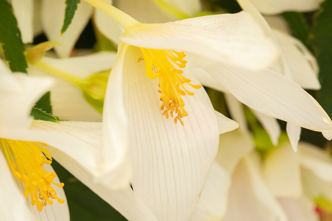 Begonia boliviensis 'Shine Bright™ White'