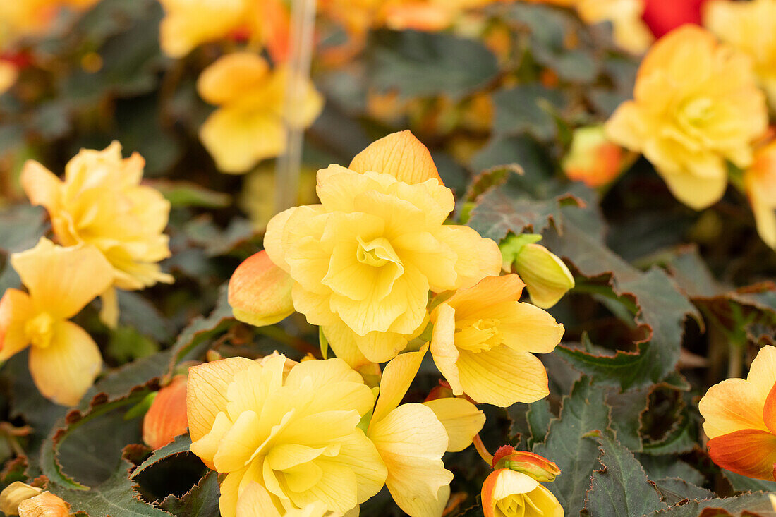 Begonia x tuberhybrida 'Riseup™ Aloha Gold'