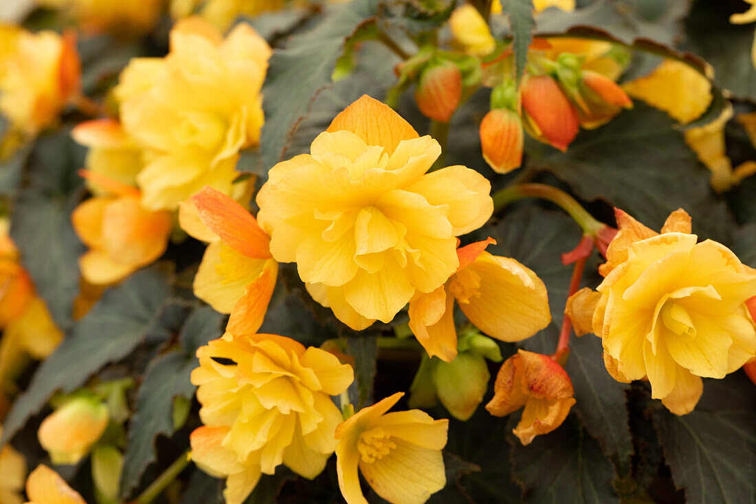 Begonia x tuberhybrida 'Riseup™ Aloha Gold'