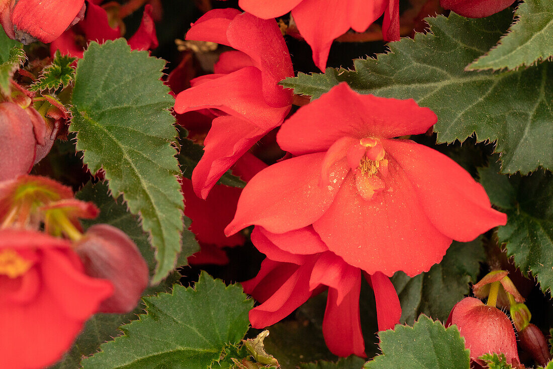 Begonia boliviensis 'Shine Bright™ Amore Red'