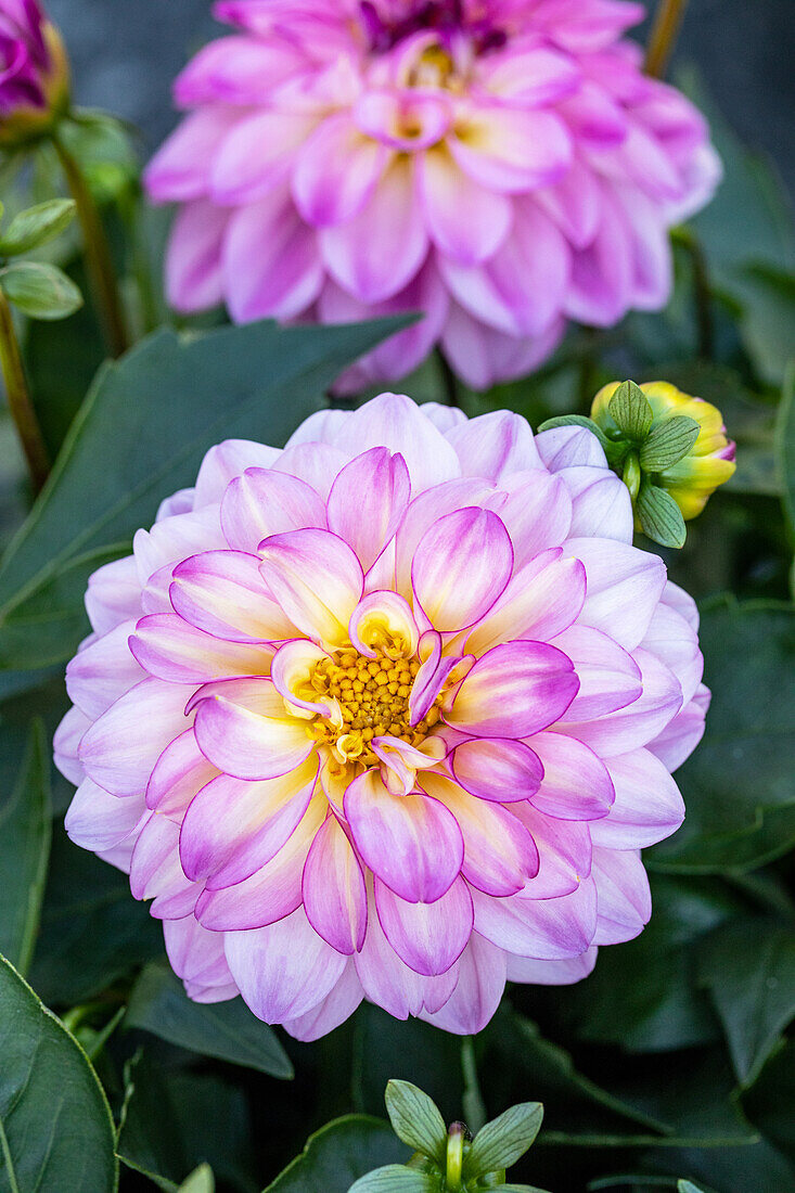 Dahlia x hortensis, weiß-rosa