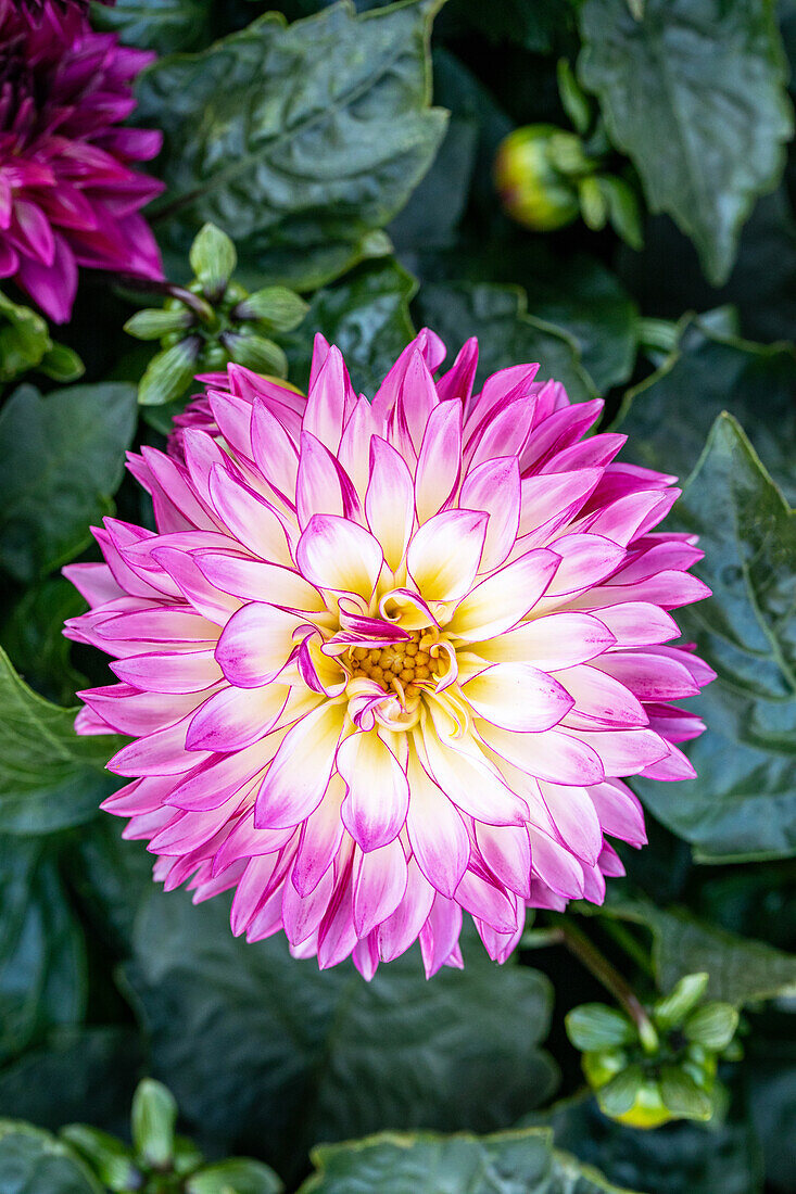 Dahlia x hortensis, white-pink