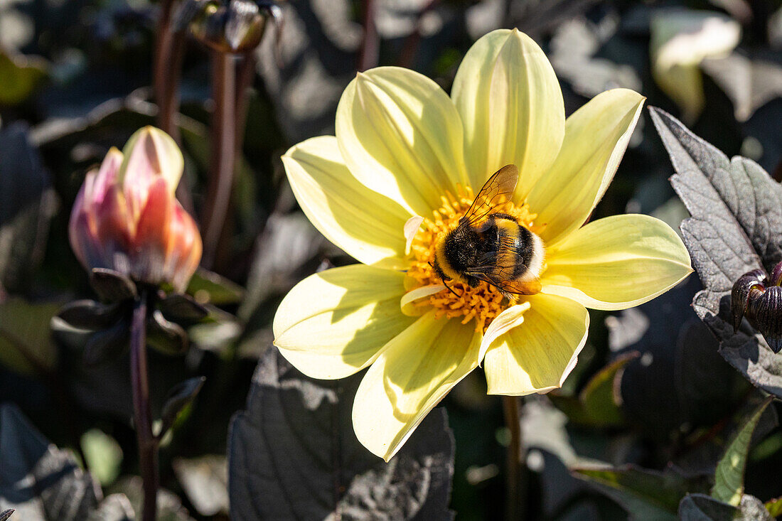 Dahlia x hortensis, light yellow