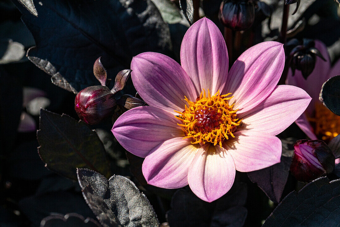 Dahlia x hortensis, pink