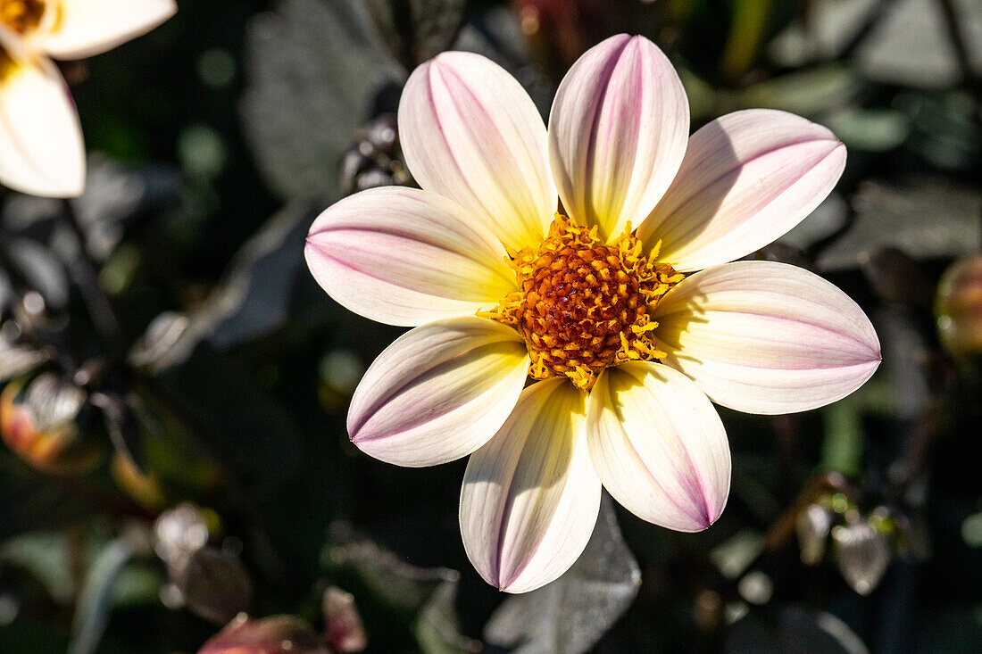 Dahlia x hortensis, pink