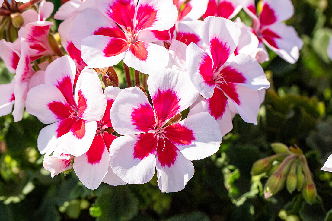 Pelargonium zonale, pink-white