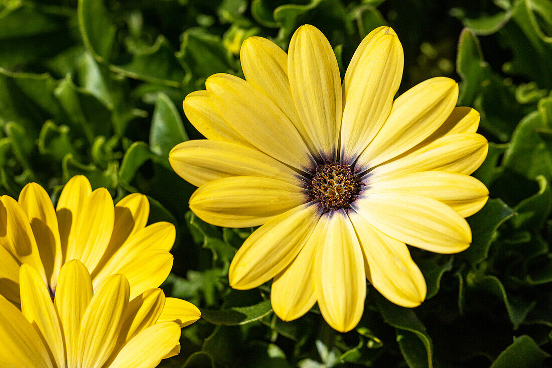 Osteospermum ecklonis, yellow