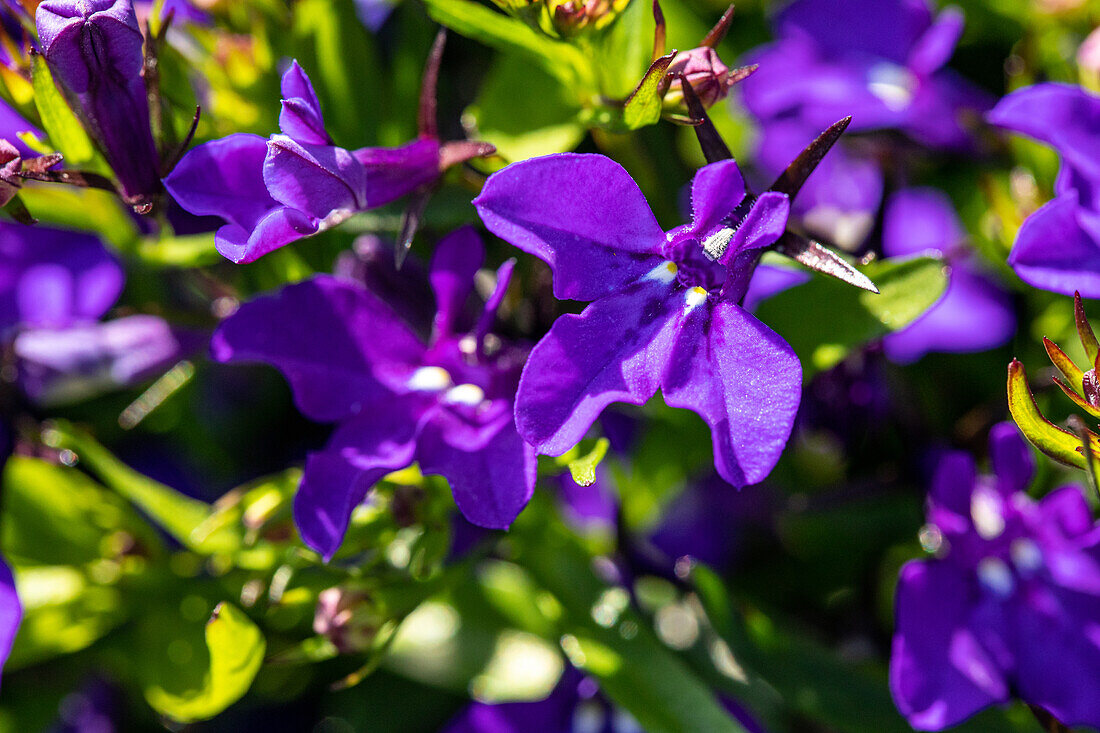 Lobelia erinus, purple