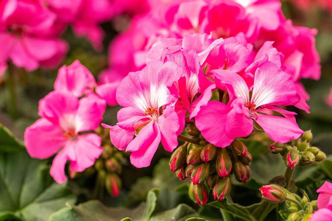 Pelargonium interspecific, pink