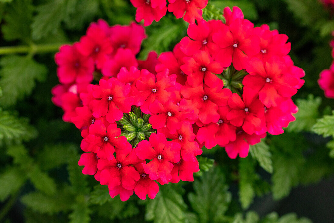 Verbena hybrid, pink-red