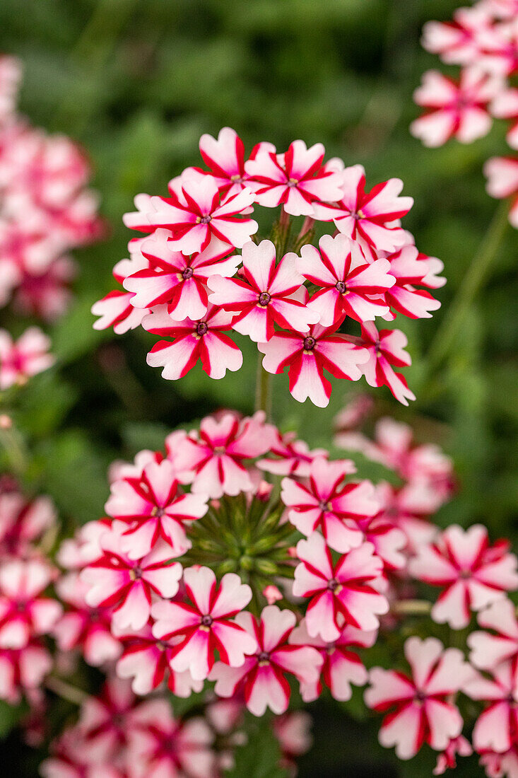 Verbena Hybride, weiß-rot