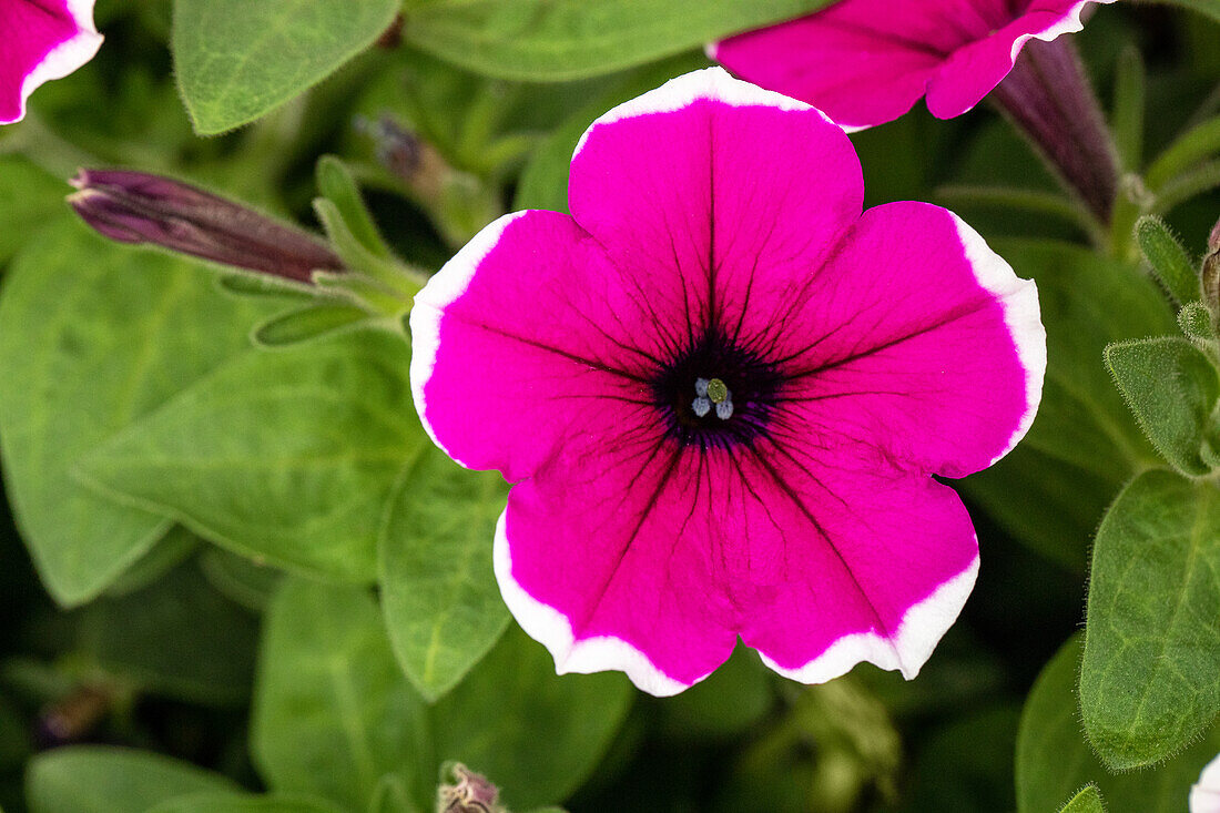 Petunia, pink-white