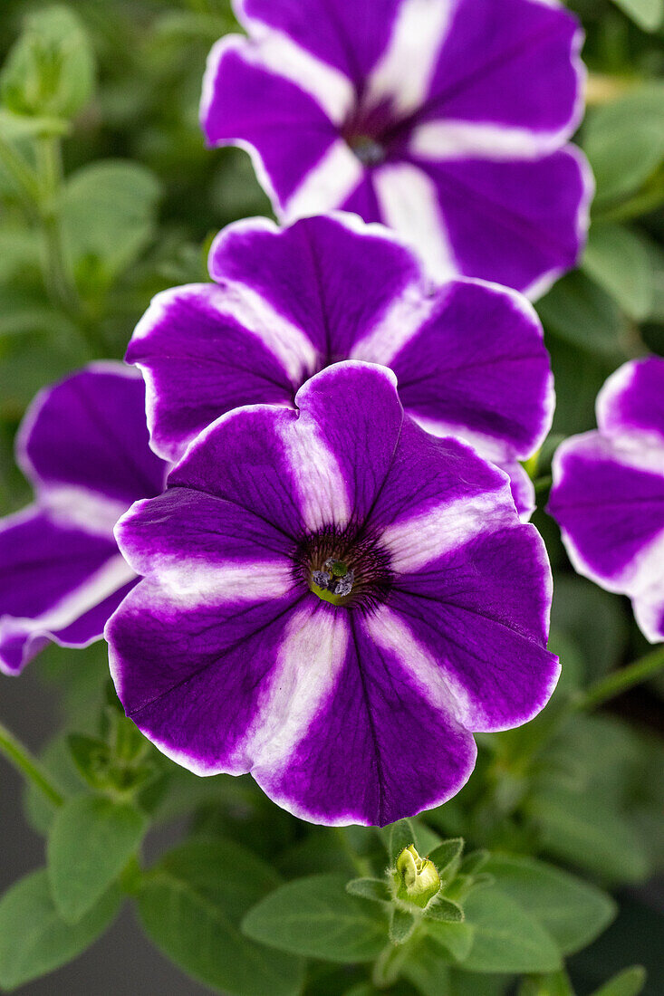 Petunia, purple-white