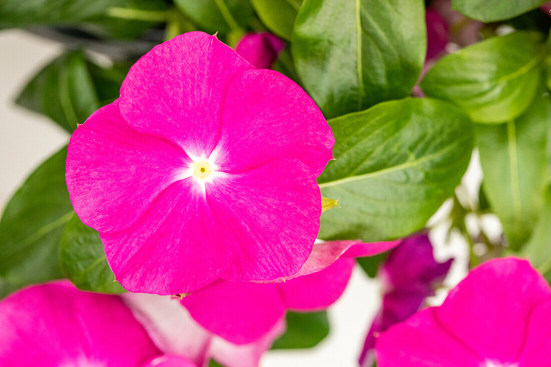 Catharanthus roseus (Vinca)