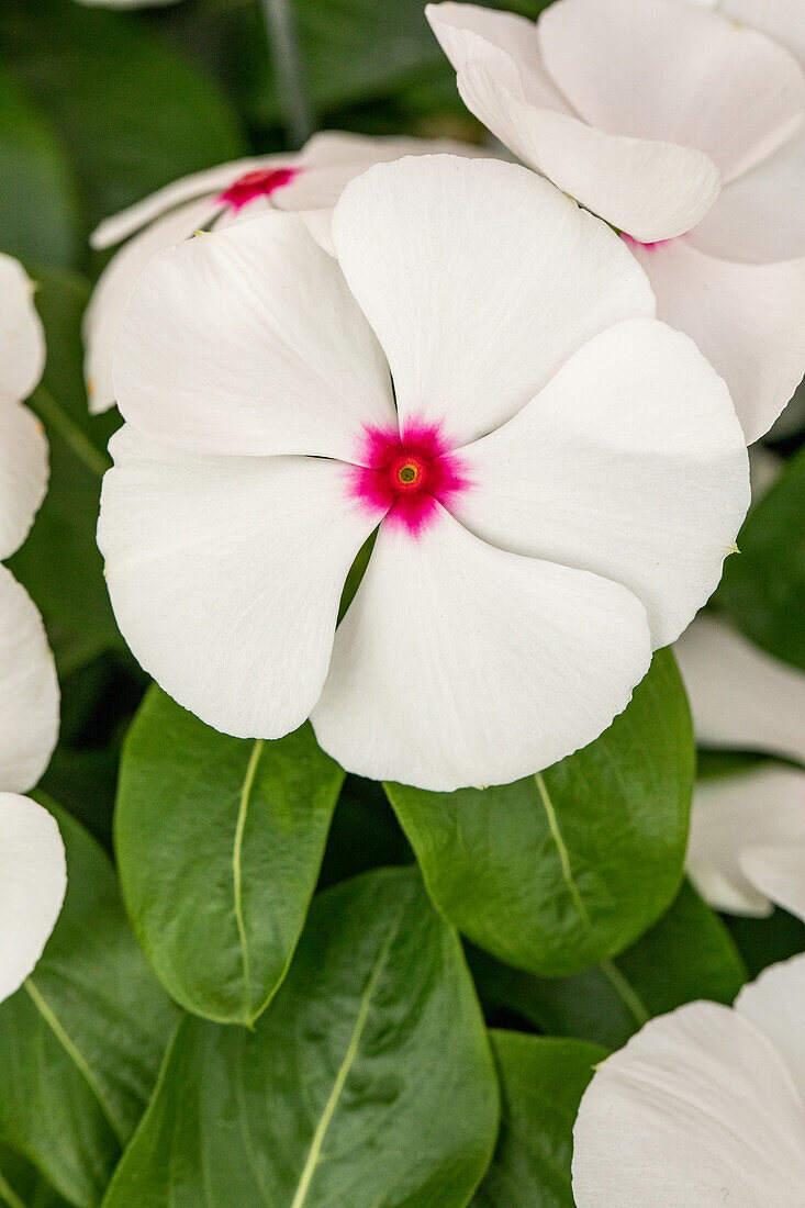 Catharanthus roseus, weiß