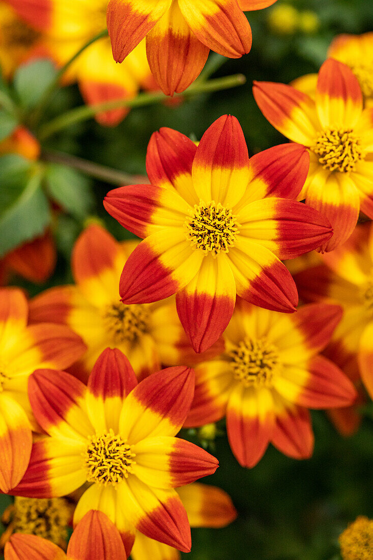 Bidens