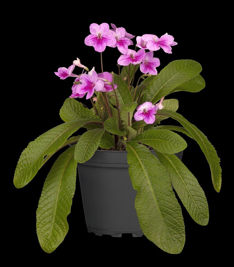 Streptocarpus