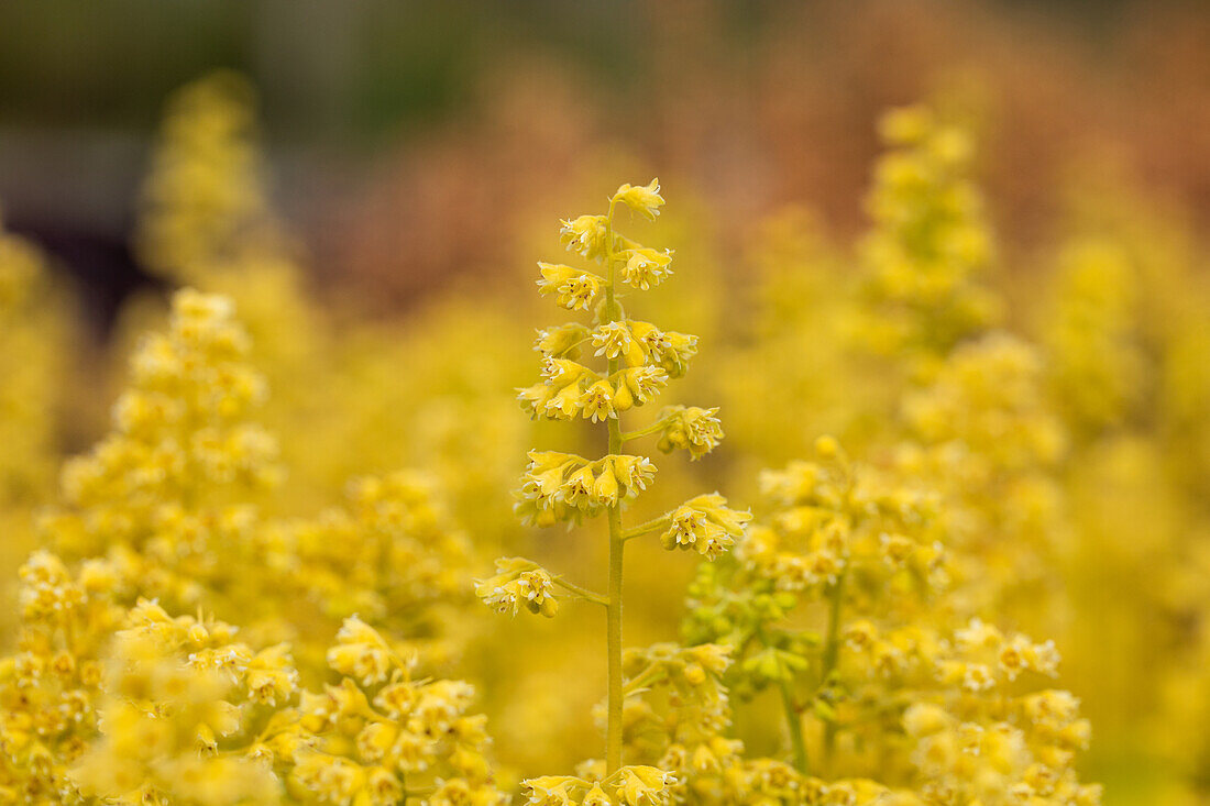 Heuchera Little Cuties 'Blondie in Lime'