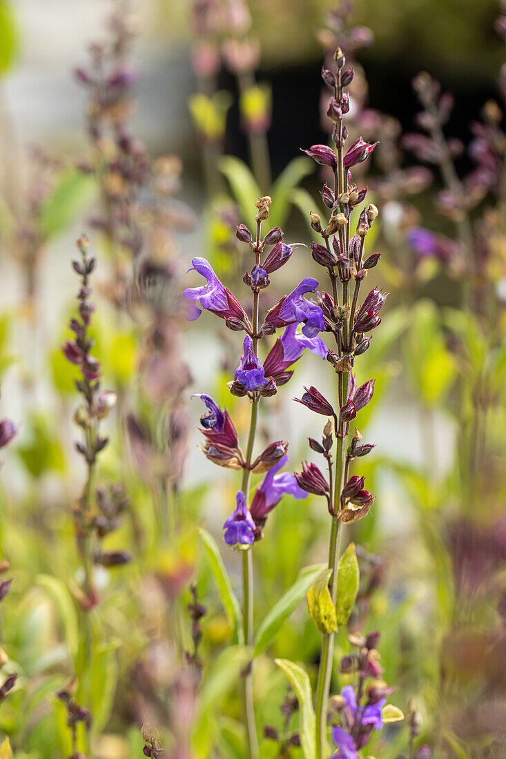 Salvia lavandulifolia