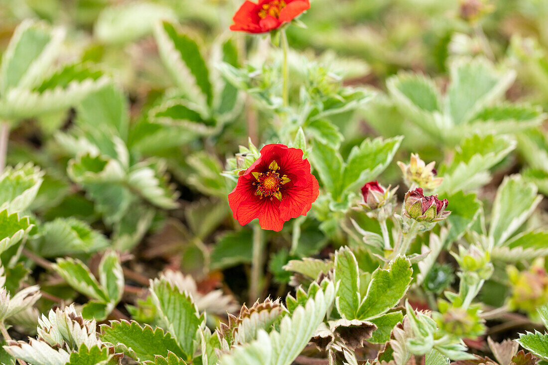 Potentilla atrosanguinea