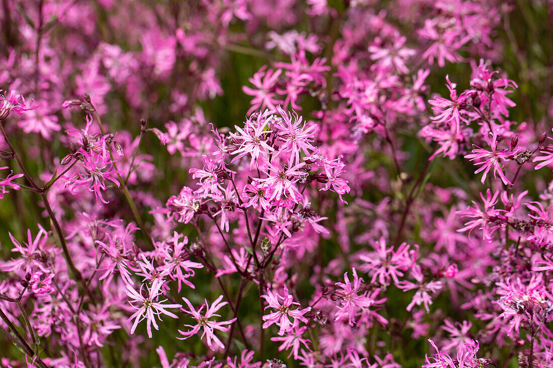 Lychnis flos-cuculi