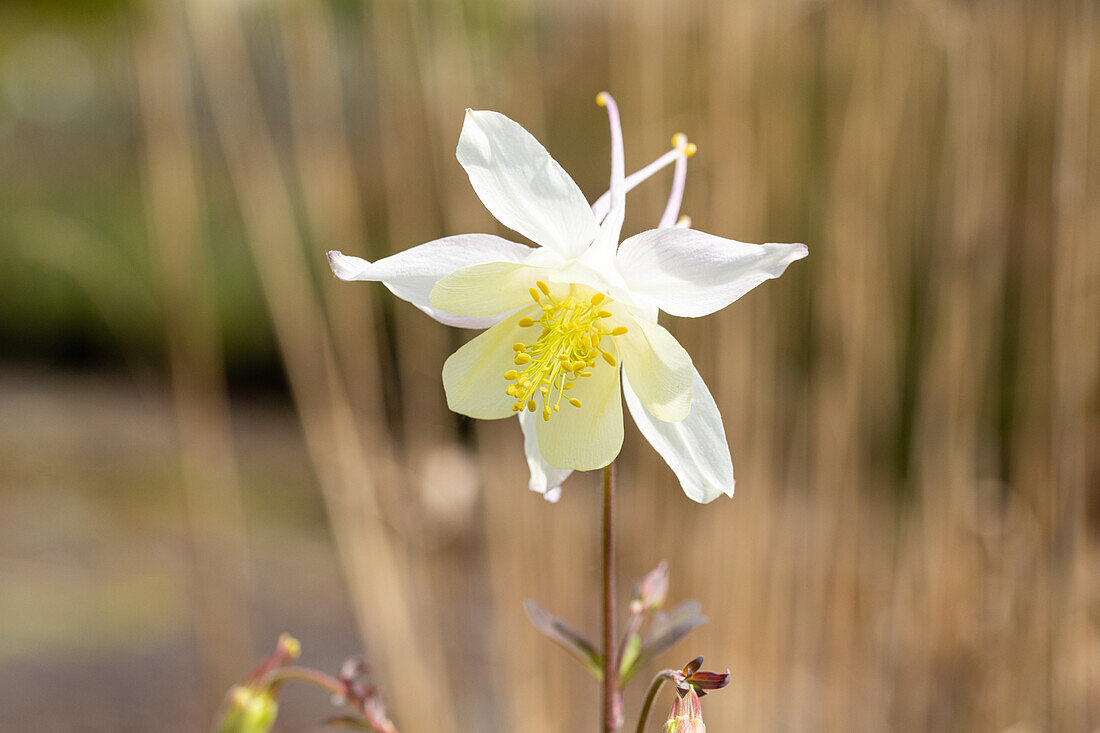 Aquilegia caerulea, white