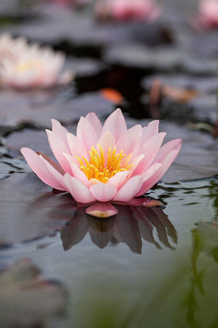 Nymphaea, pink