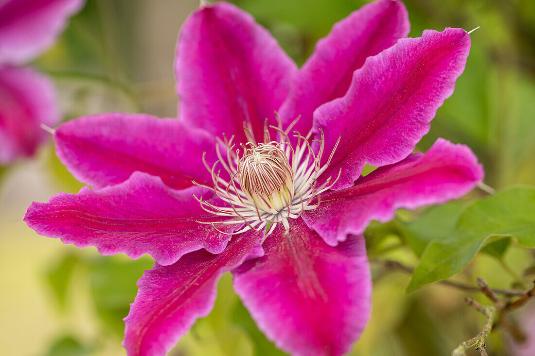 Clematis 'Dr. Ruppel'