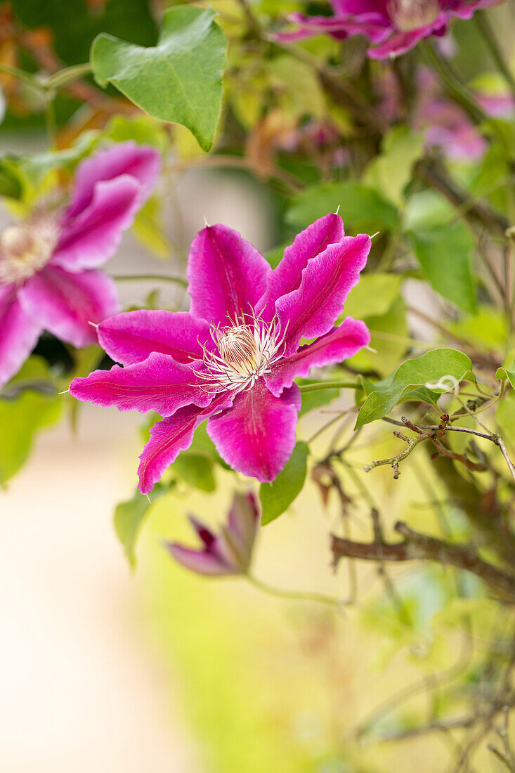 Clematis 'Dr Ruppel'