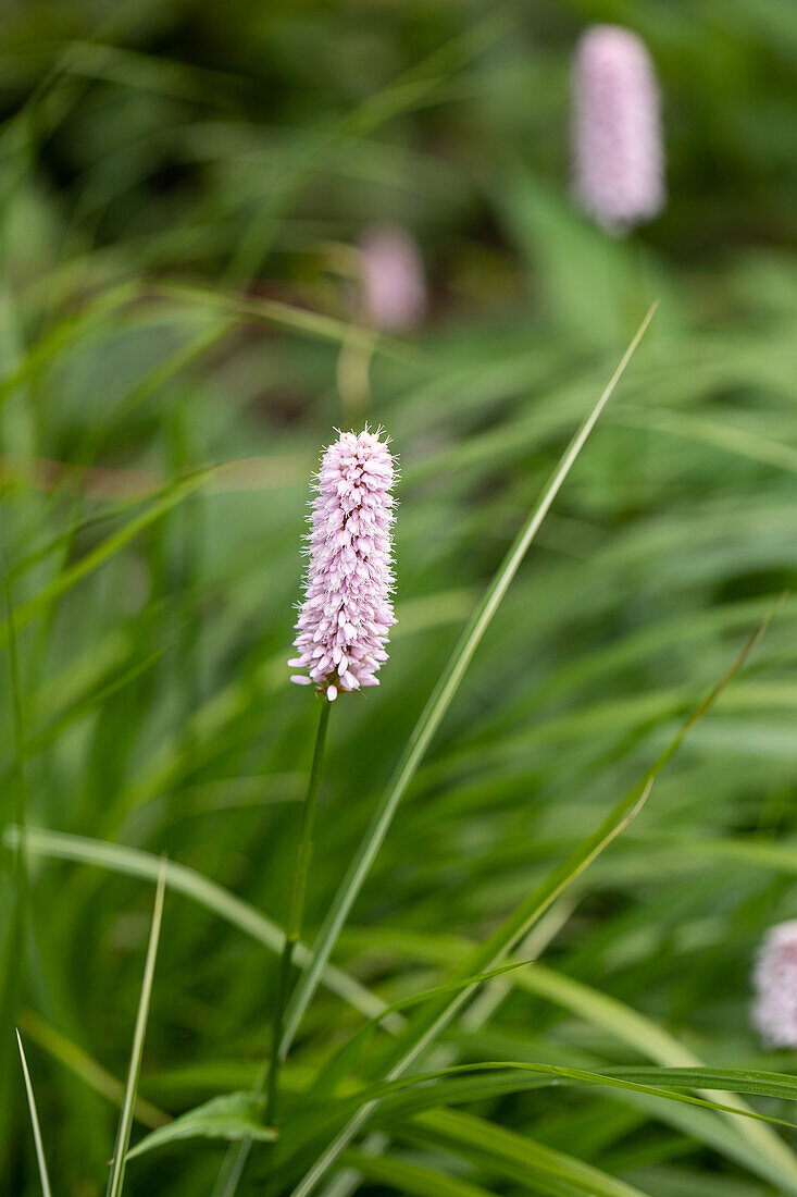 Bistorta officinalis 'Superba'